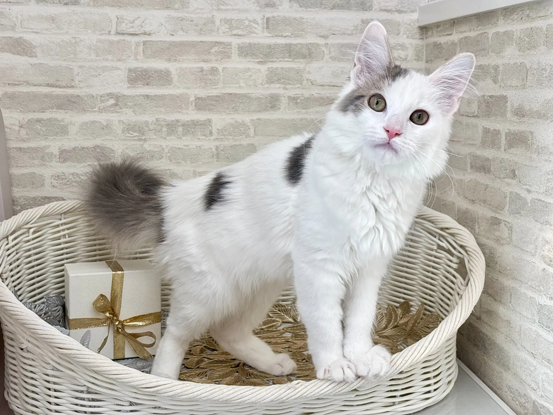 ★サイベリアン★メス★ No.2994