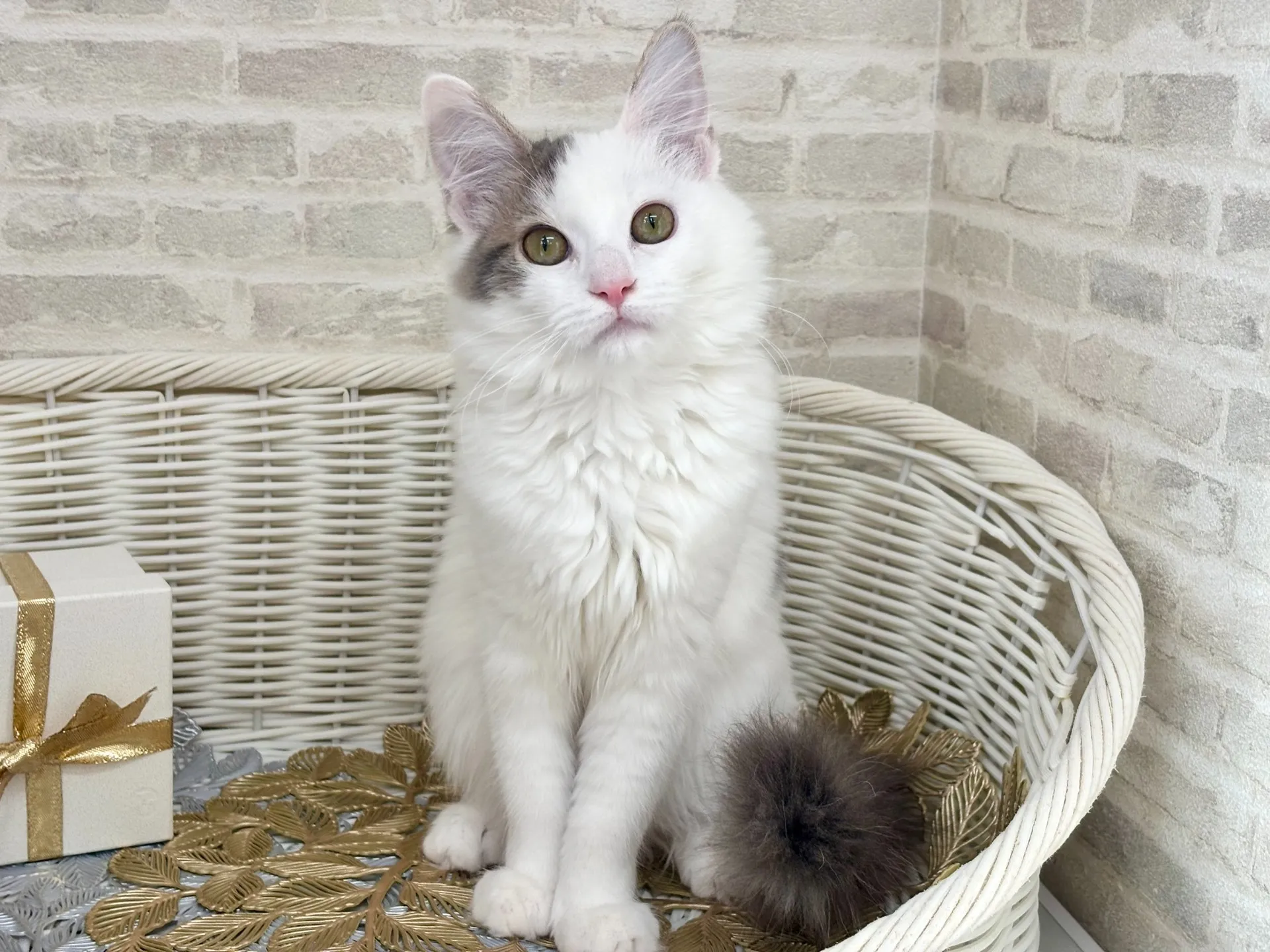 ★サイベリアン★メス★ No.2994