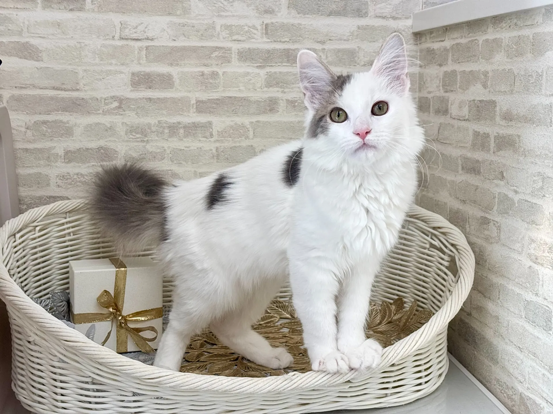 ★サイベリアン★メス★ No.2994