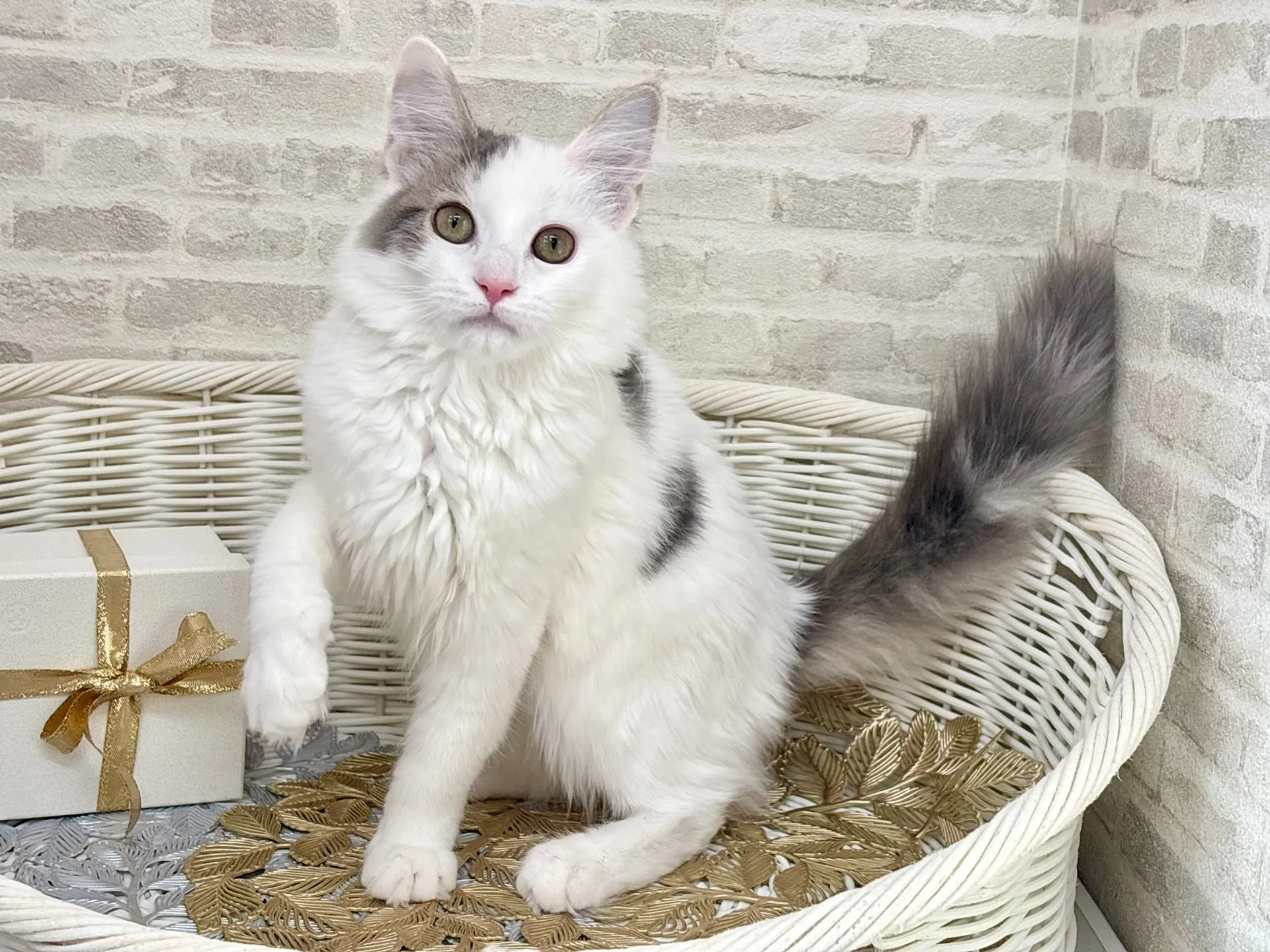 ★サイベリアン★メス★ No.2994