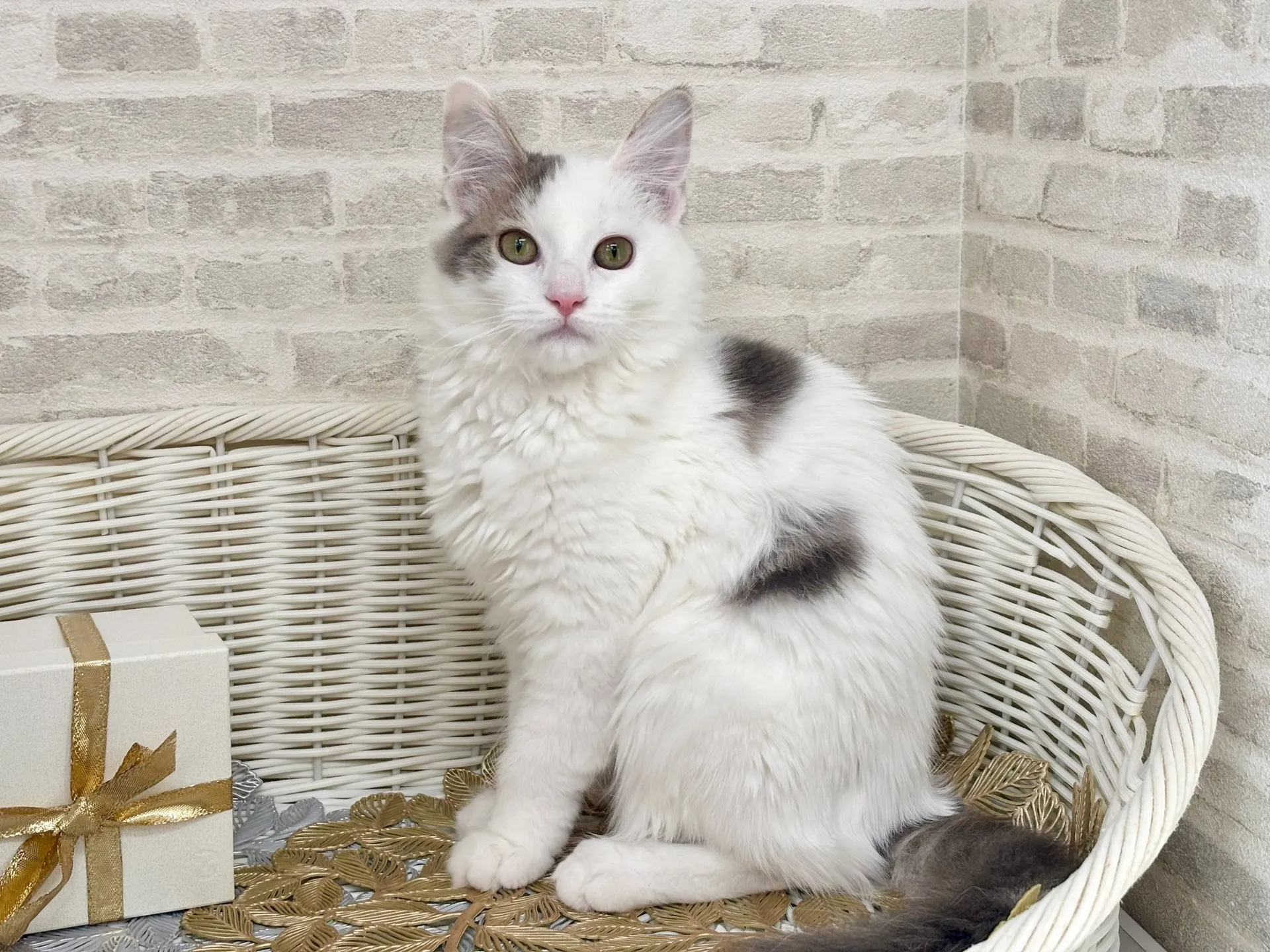 ★サイベリアン★メス★ No.2994