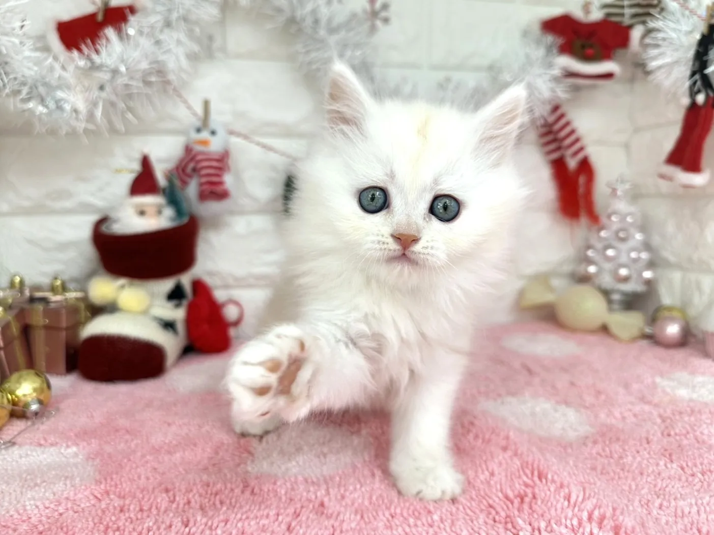 ★ミヌエット（足長）★メス★ No.3051