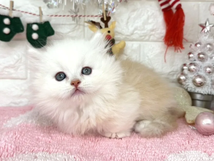 ★ミヌエット（短足）★オス★ No.3052