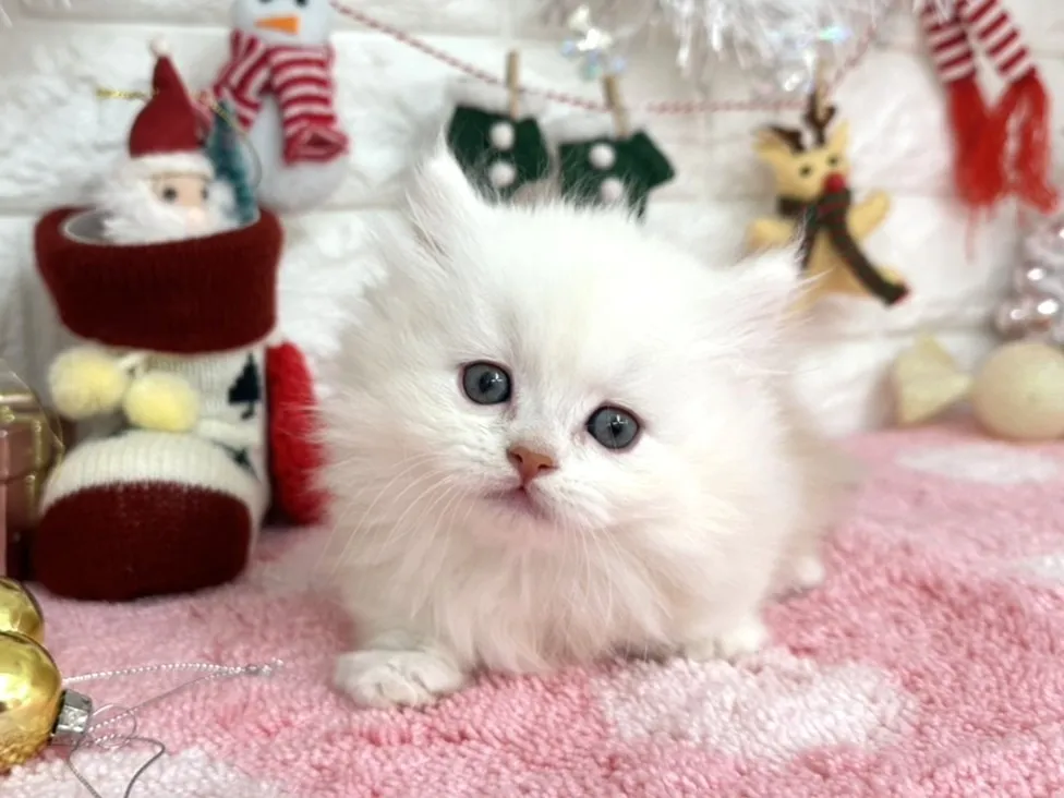 ★ミヌエット（短足）★オス★ No.3052