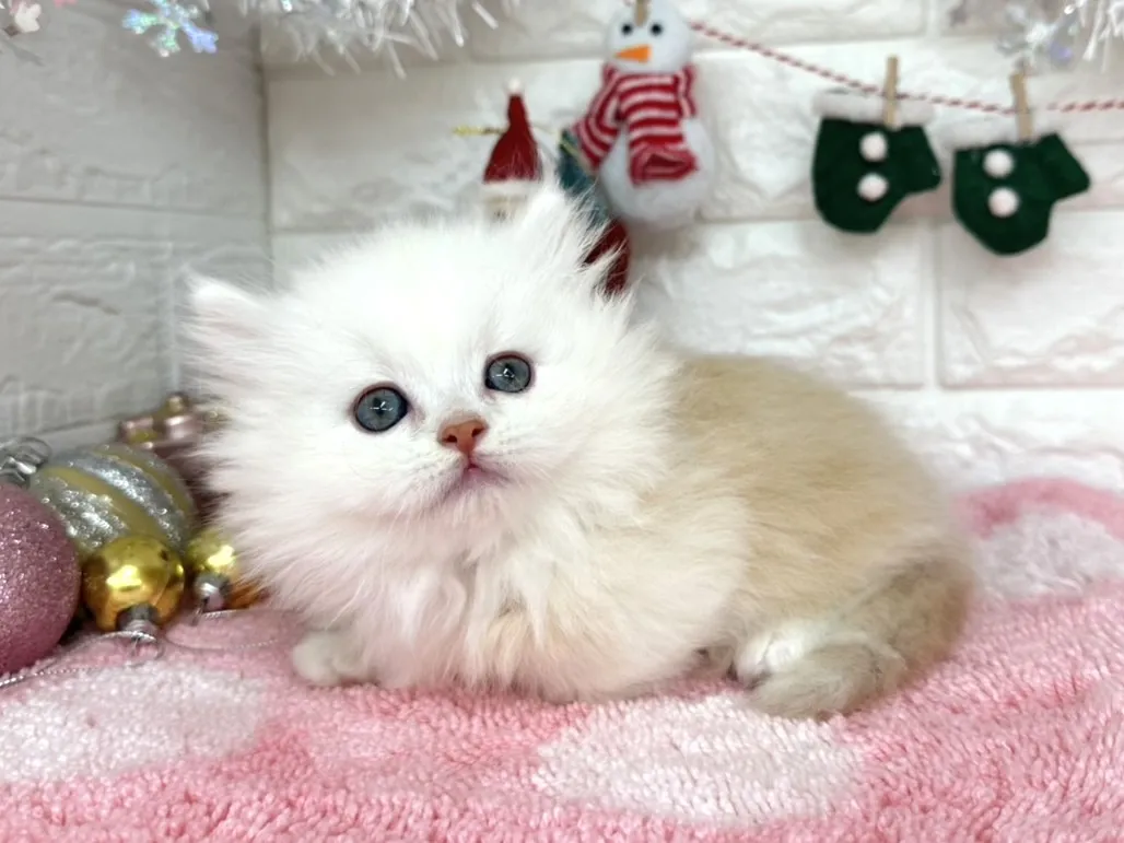 ★ミヌエット（短足）★オス★ No.3052