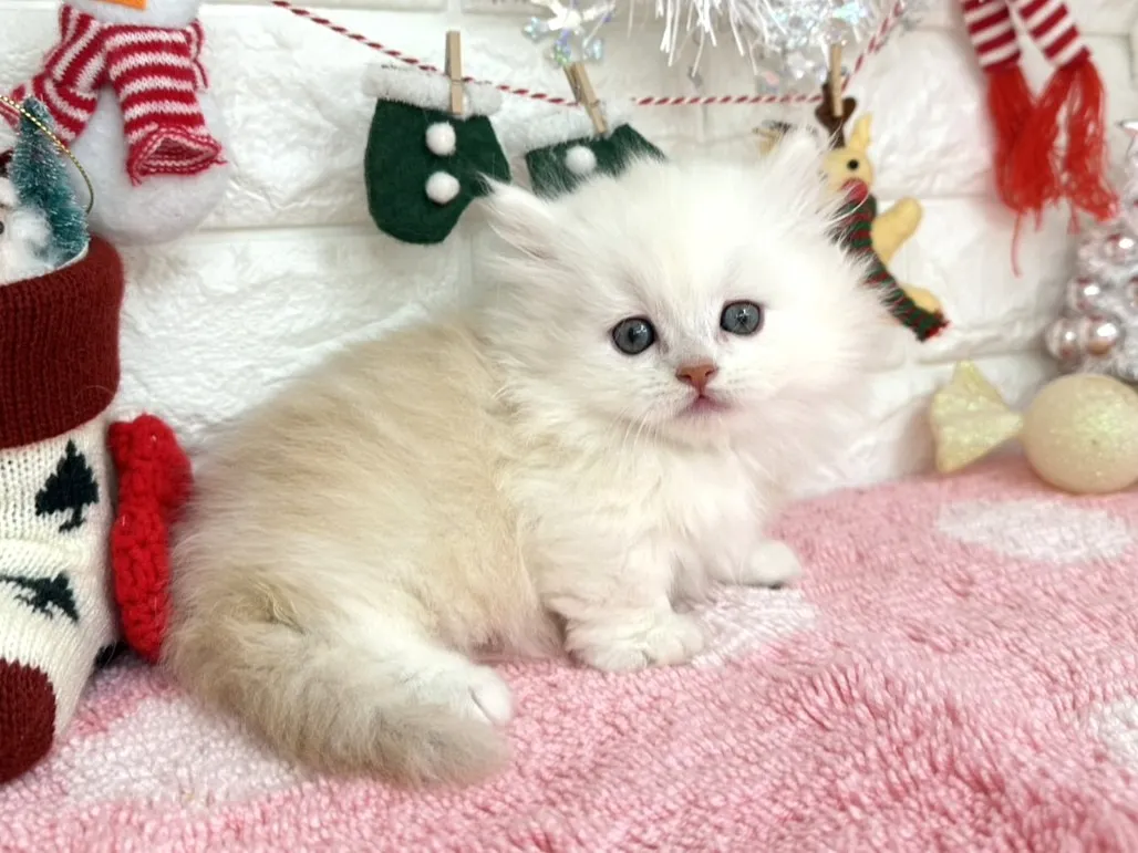 ★ミヌエット（短足）★オス★ No.3052