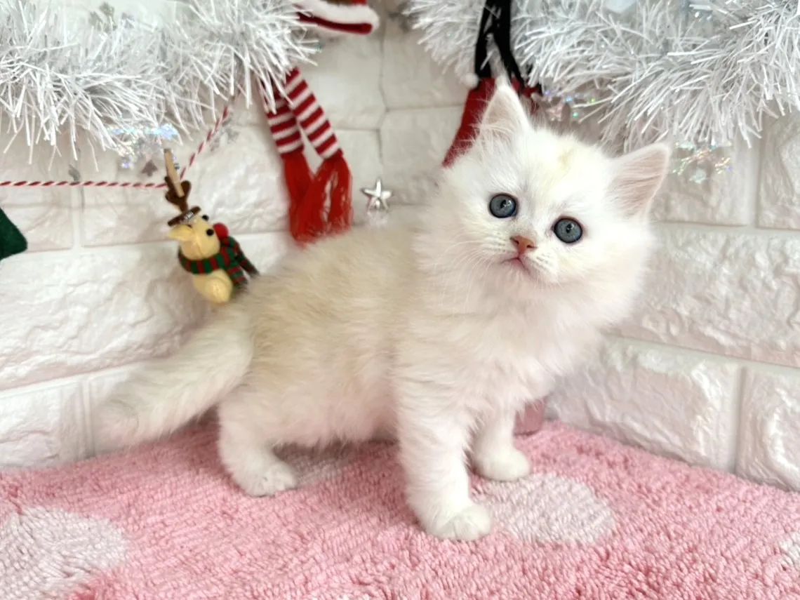 ★ミヌエット（足長）★メス★ No.3051