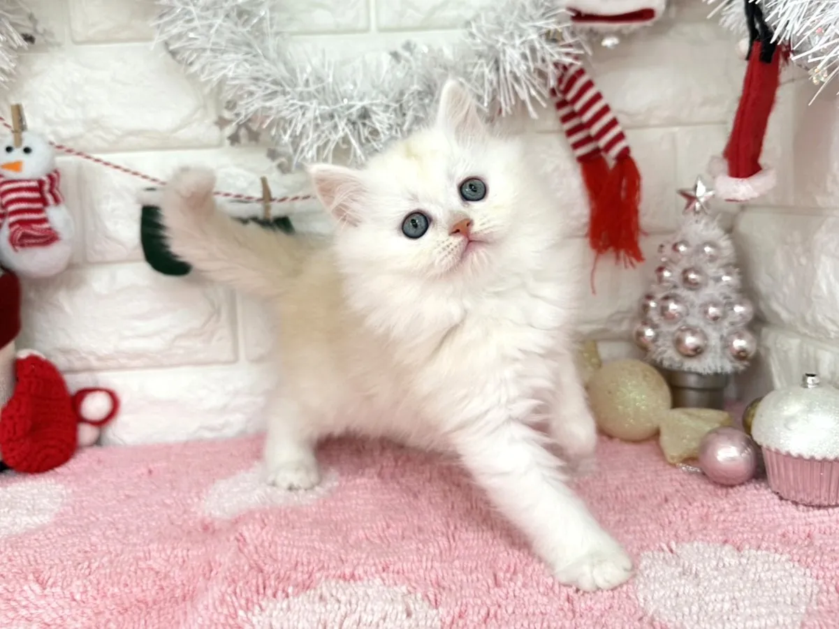 ★ミヌエット（足長）★メス★ No.3051