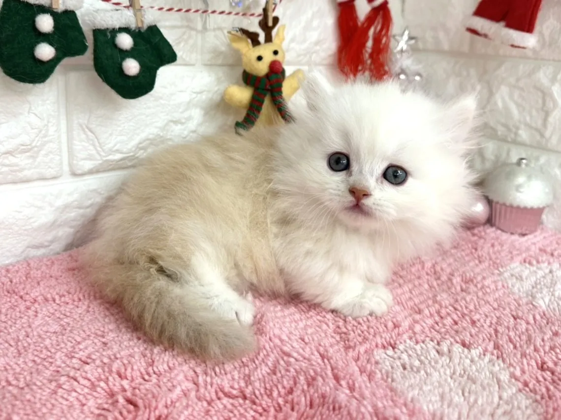 ★ミヌエット（短足）★オス★ No.3052