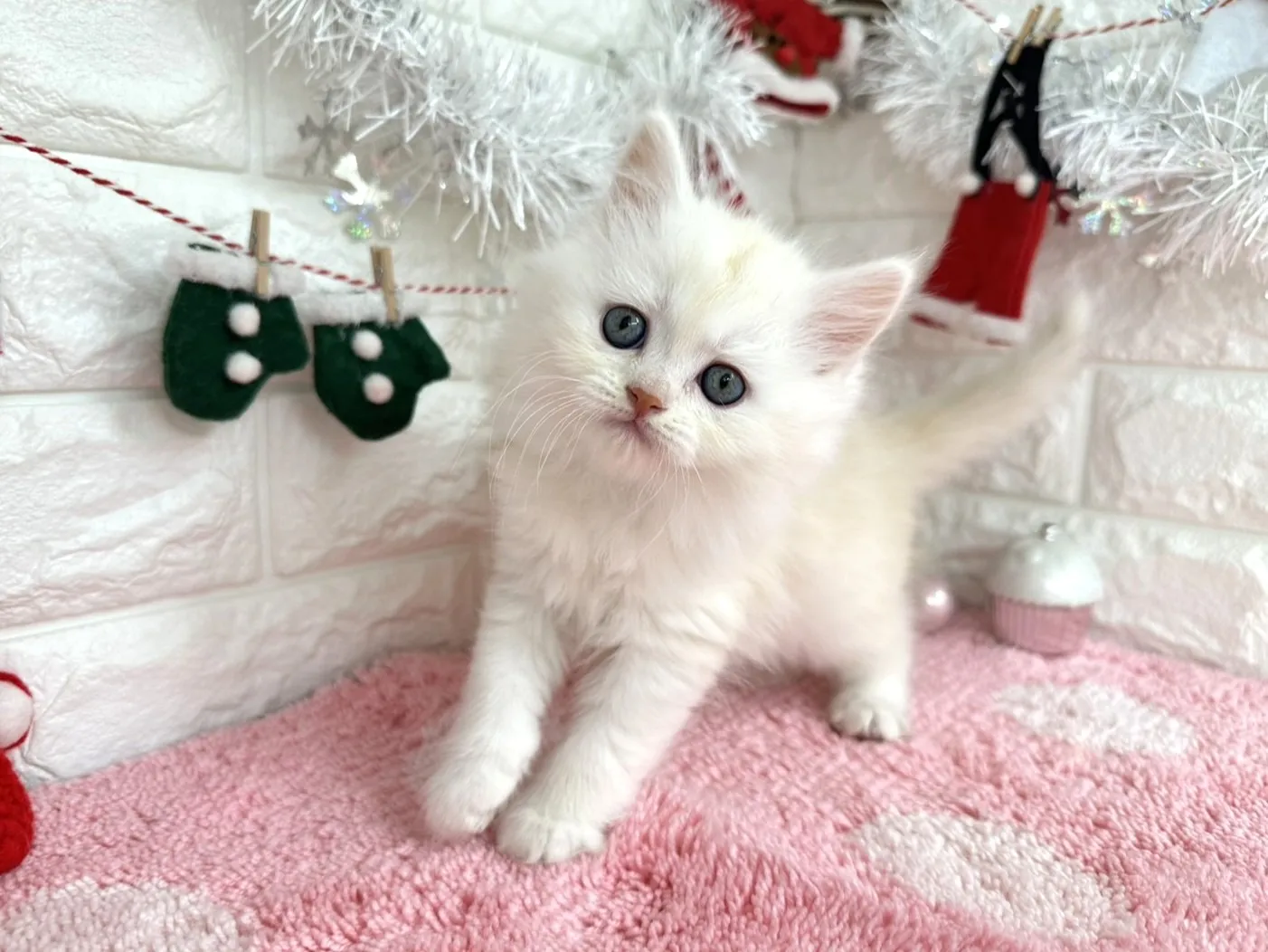 ★ミヌエット（足長）★メス★ No.3051