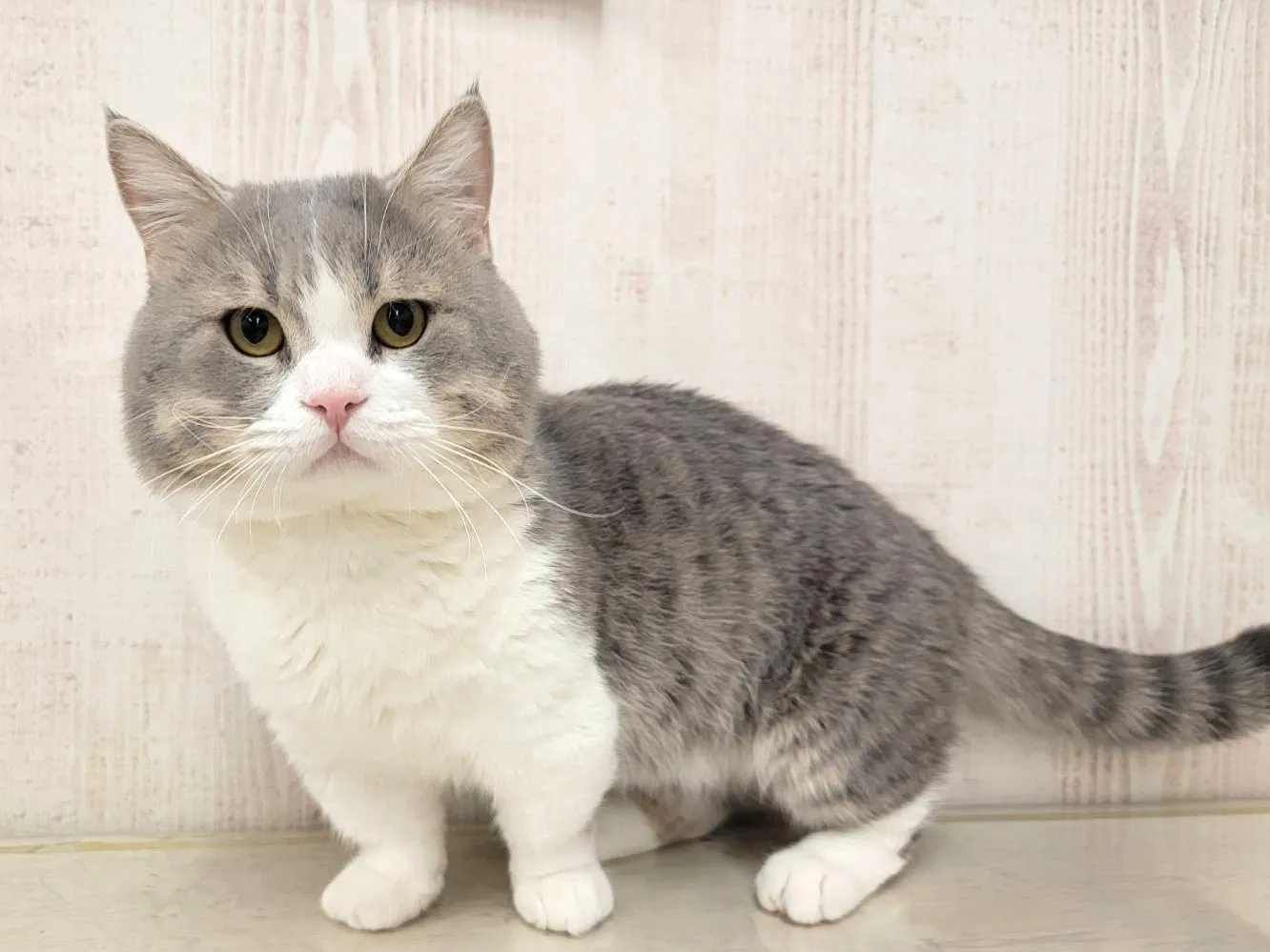 ★里親募集中★