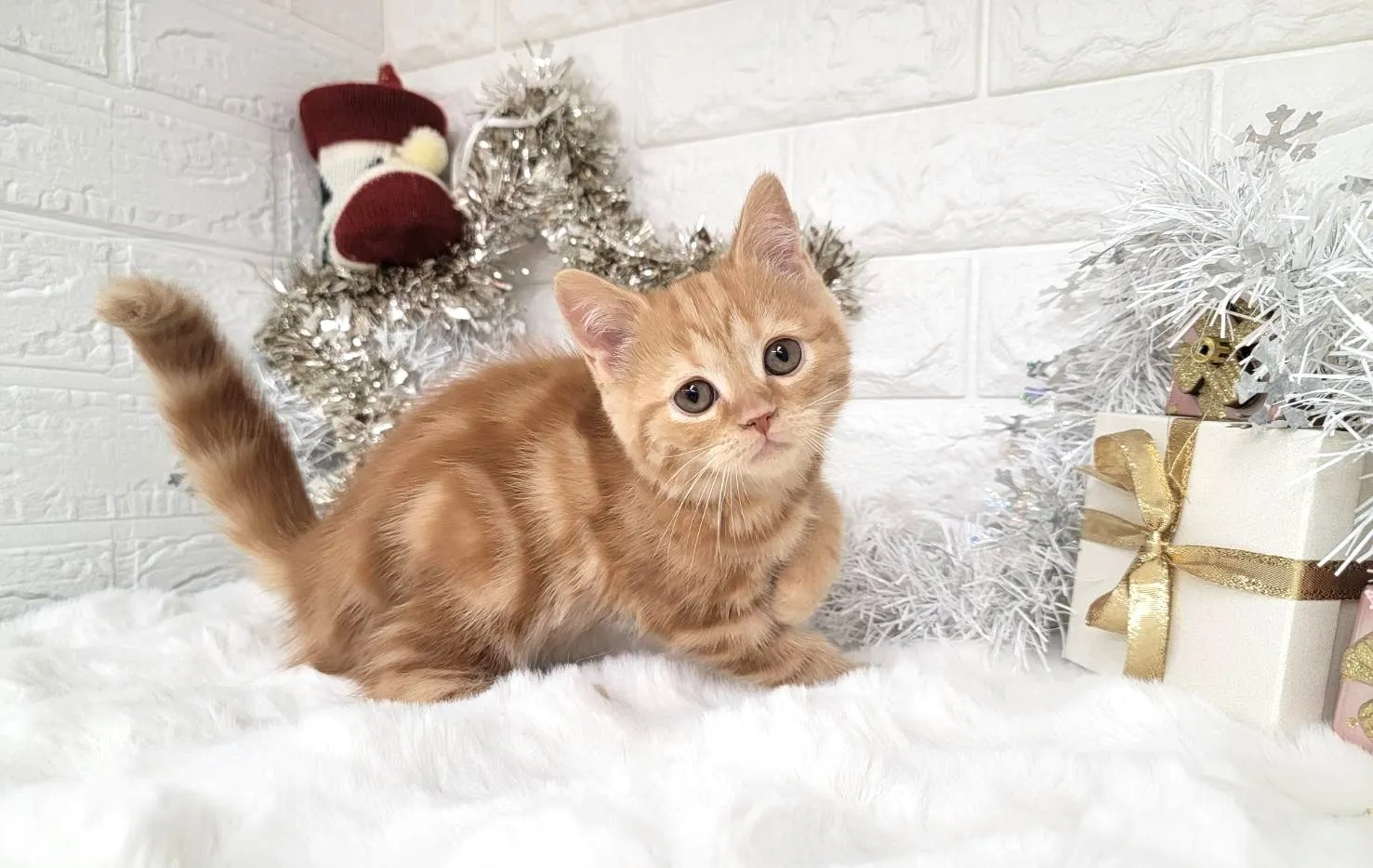 ★ミヌエット（足長）★メス★ No.3043