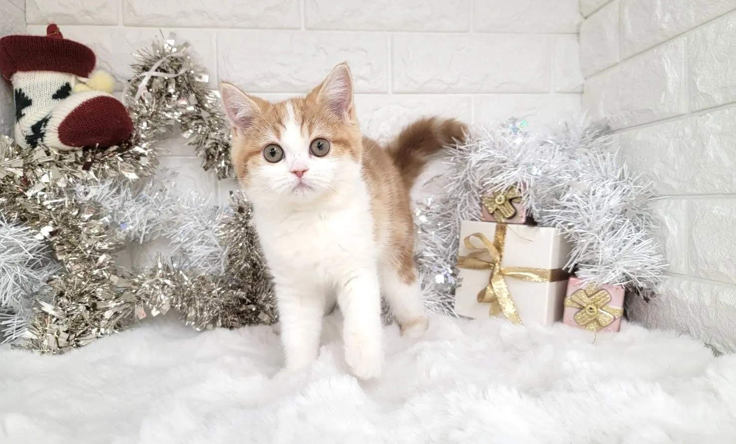 ★ミヌエット（足長）★メス★ No.3040