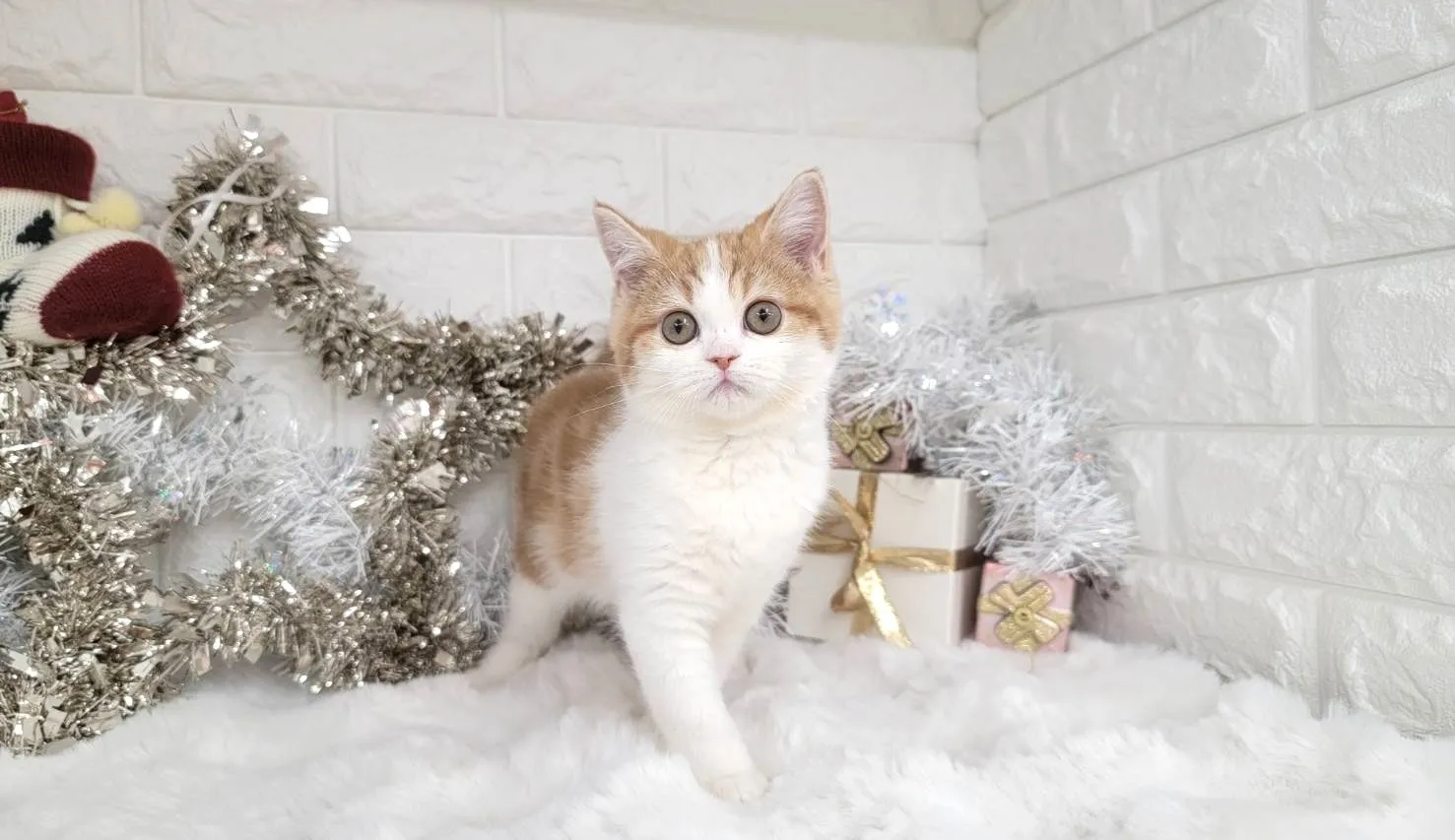 売約済★ミヌエット（足長）★メス★ No.3040