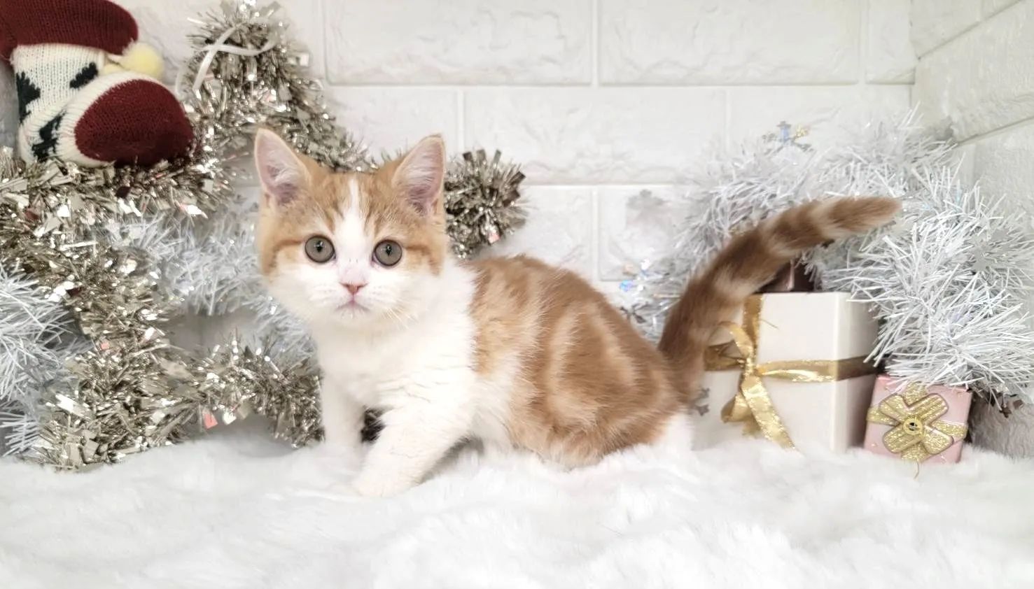 売約済★ミヌエット（足長）★メス★ No.3040