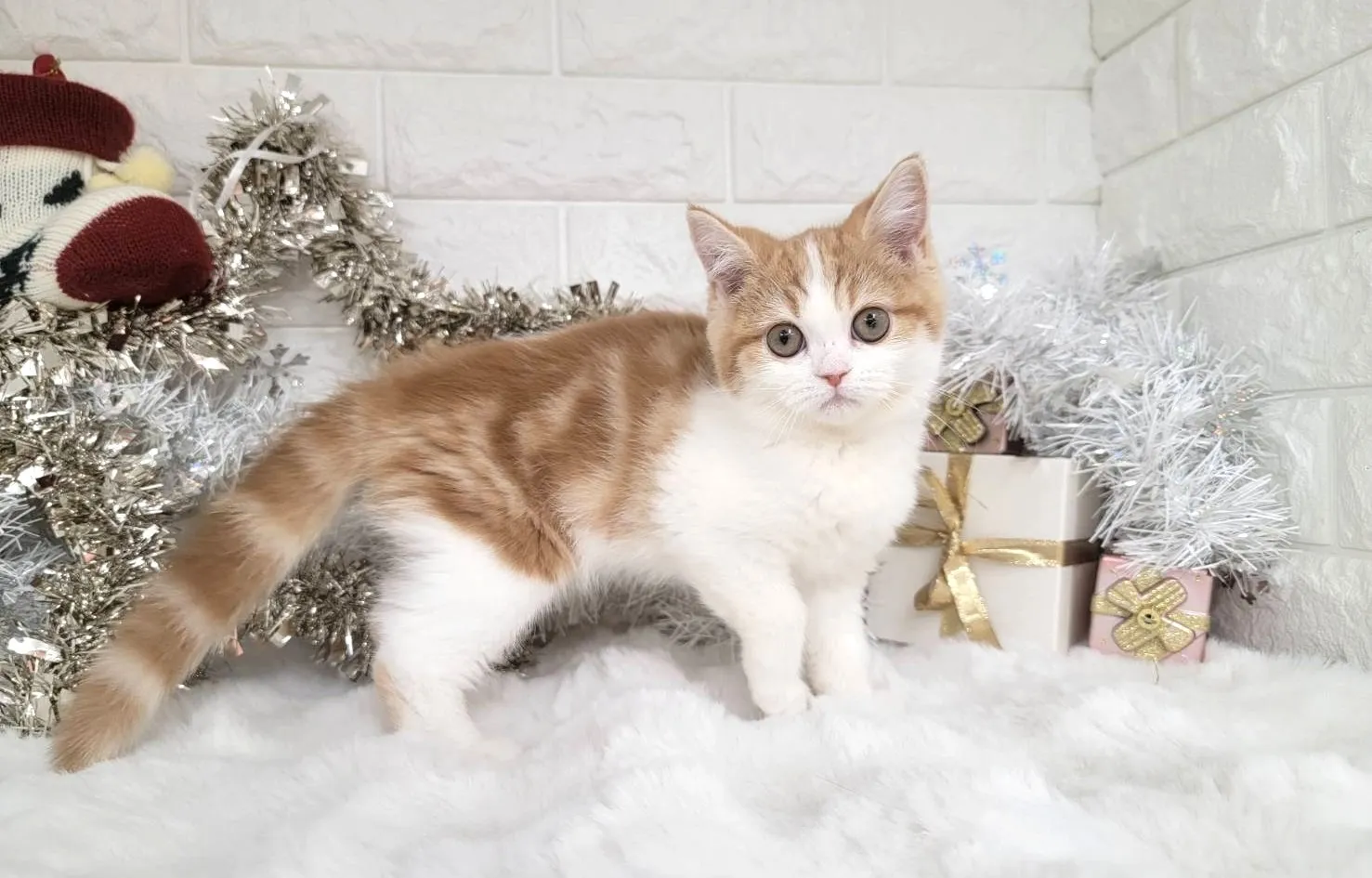 売約済★ミヌエット（足長）★メス★ No.3040