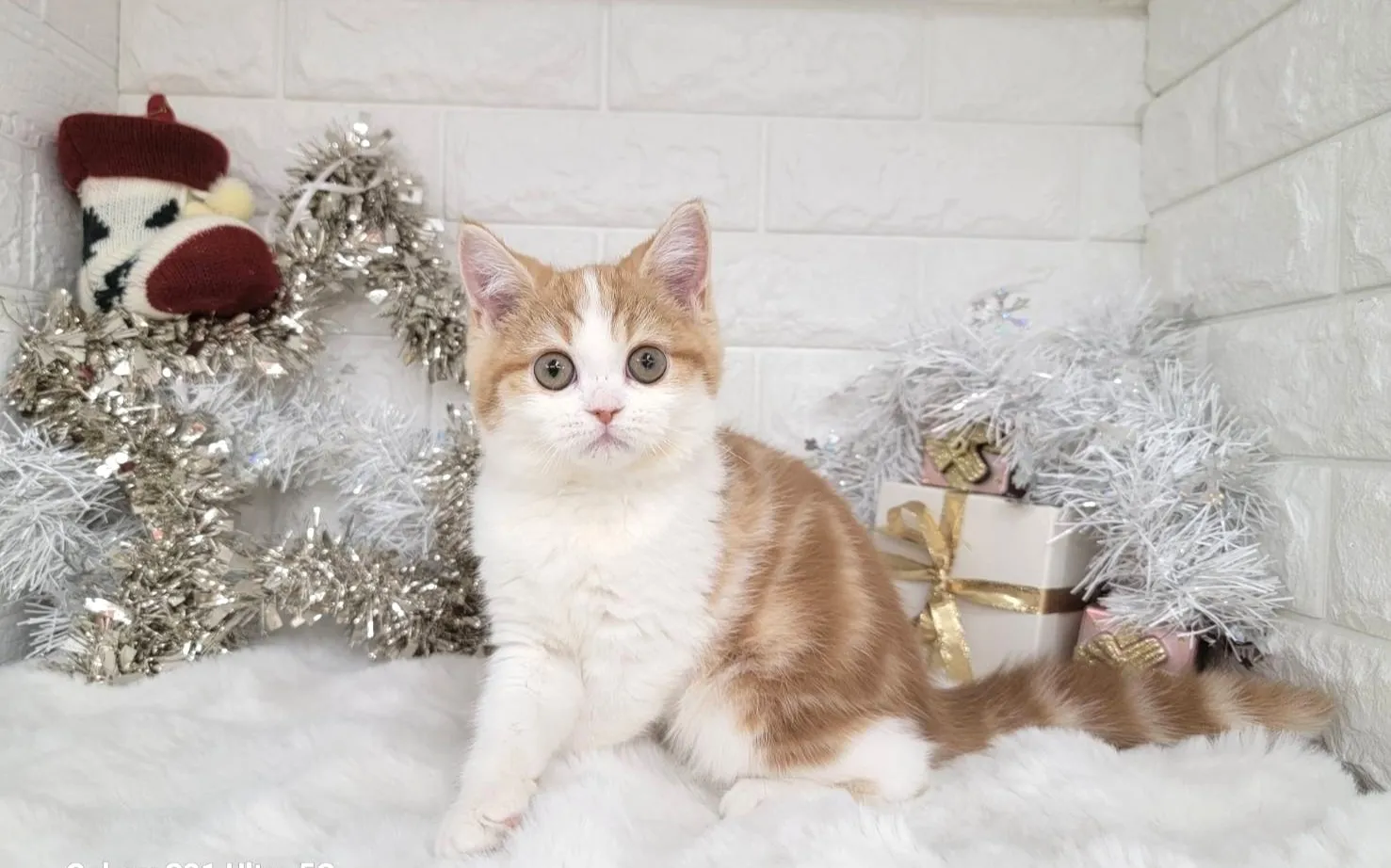 売約済★ミヌエット（足長）★メス★ No.3040