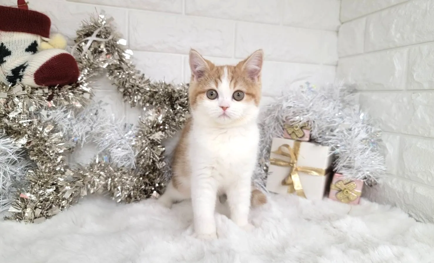 売約済★ミヌエット（足長）★メス★ No.3040