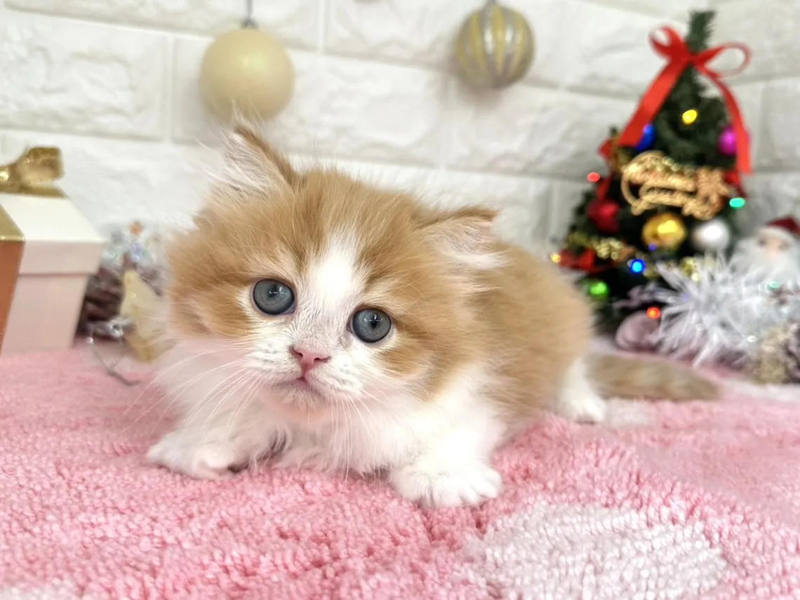 ★ミヌエット（足長）★オス★ No.3053