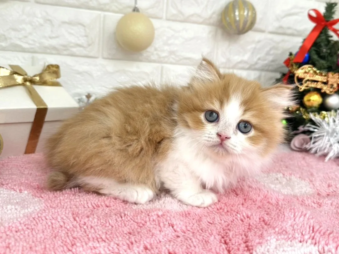 ★ミヌエット（足長）★オス★ No.3053