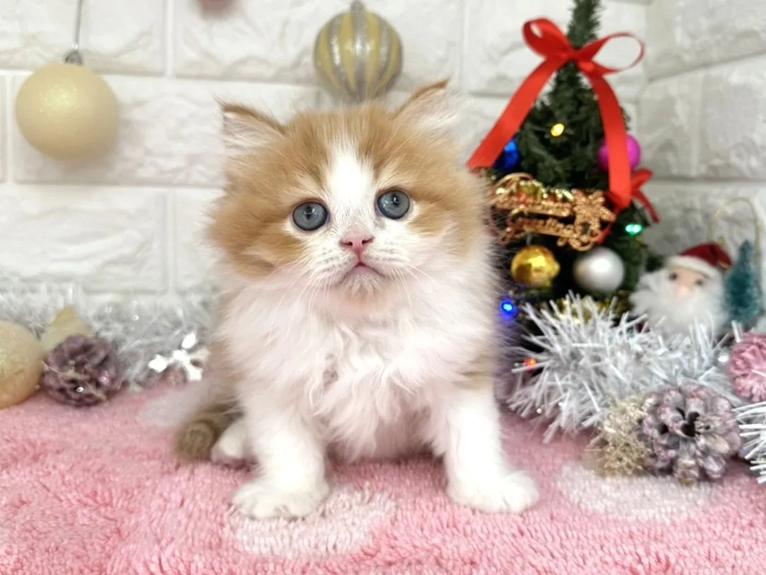 ★ミヌエット（足長）★オス★ No.3053