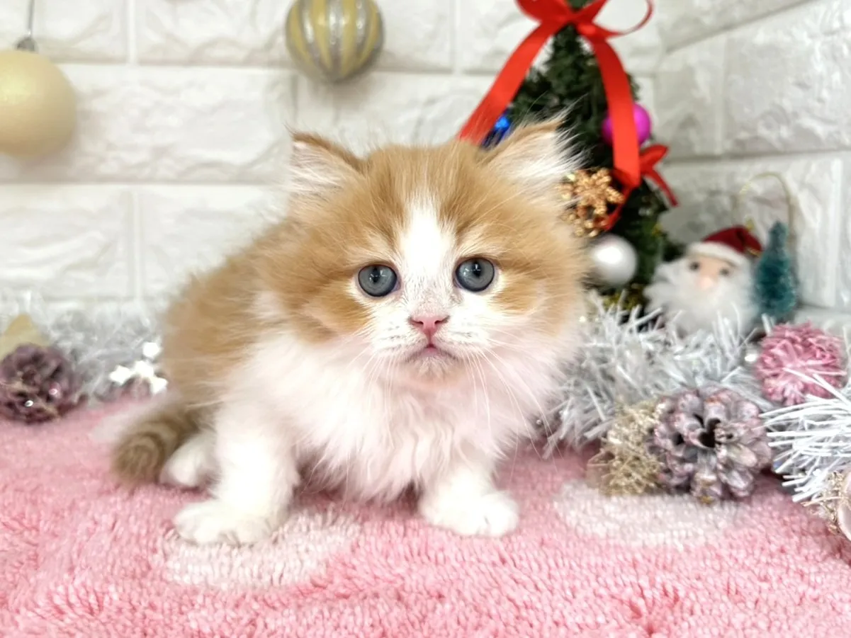 ★ミヌエット（足長）★オス★ No.3053