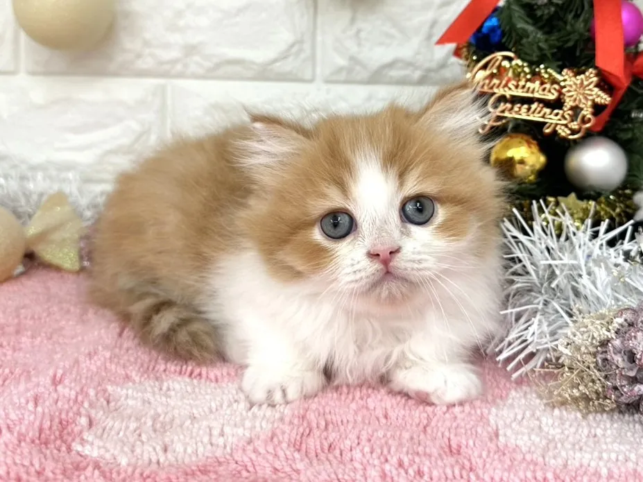 ★ミヌエット（足長）★オス★ No.3053