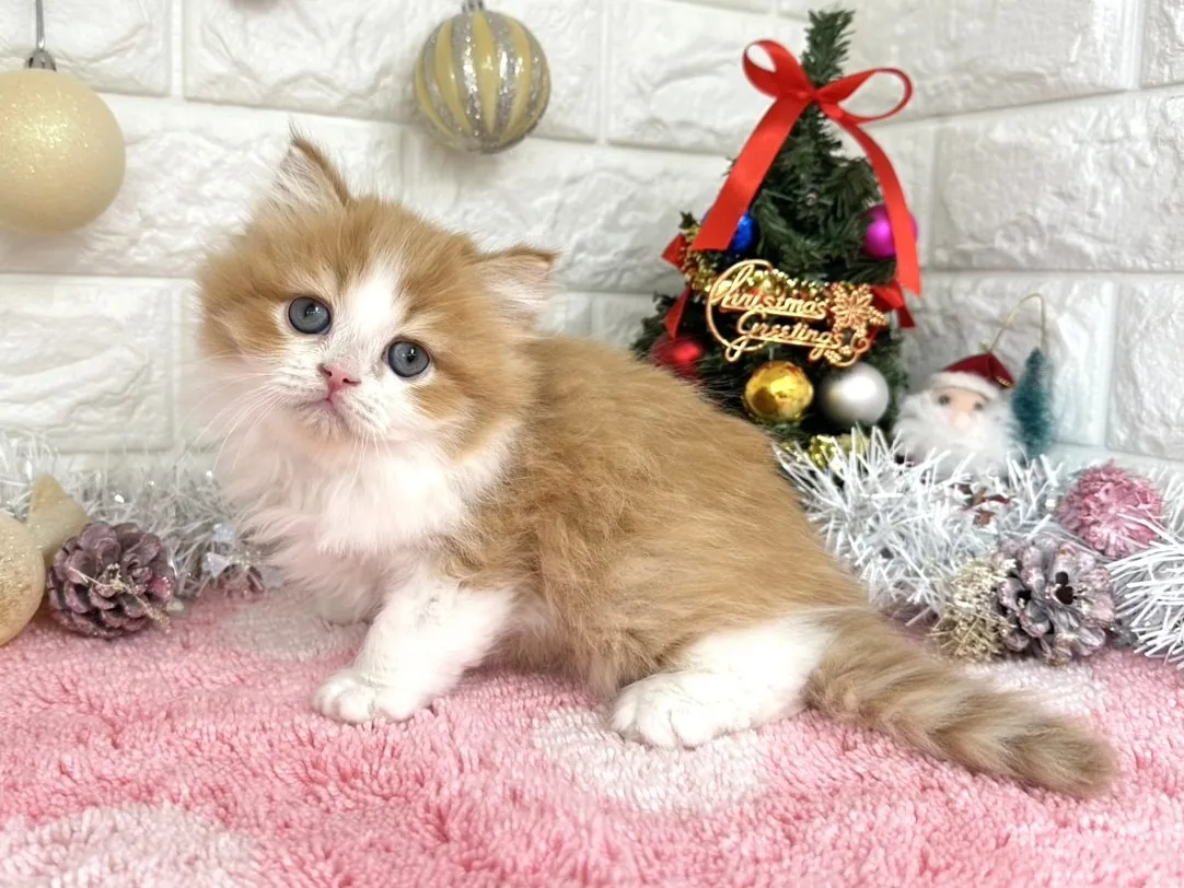 ★ミヌエット（足長）★オス★ No.3053