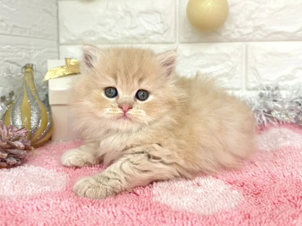 ★ミヌエット（足長）★オス★ No.3055