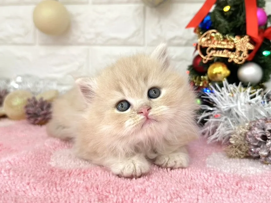 ★ミヌエット（足長）★オス★ No.3055