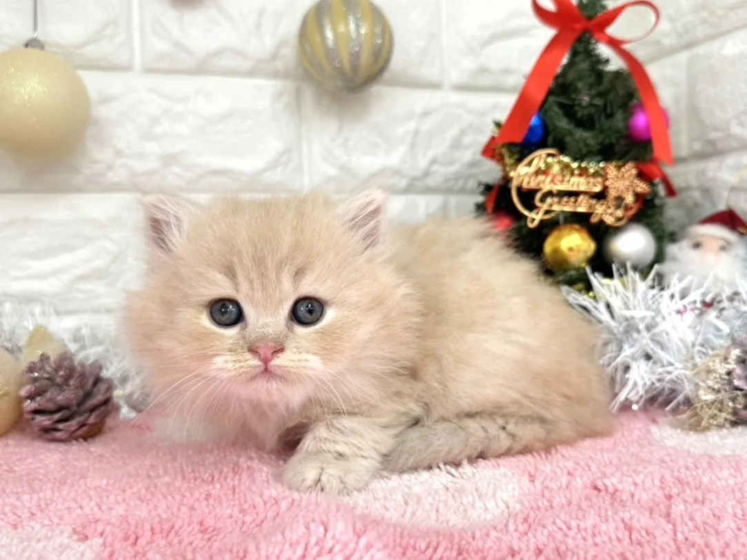 ★ミヌエット（足長）★オス★ No.3055