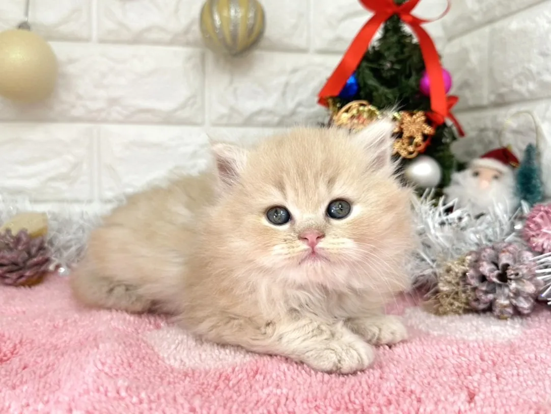 ★ミヌエット（足長）★オス★ No.3055