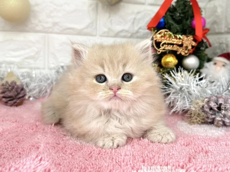 ★ミヌエット（足長）★オス★ No.3055