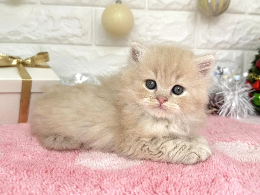 ★ミヌエット（足長）★オス★ No.3055