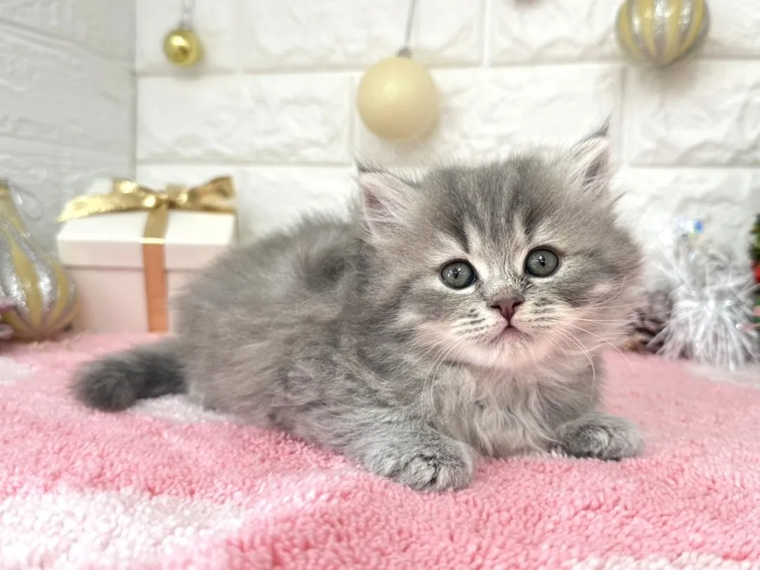 ★ミヌエット（足長）★メス★ No.3054