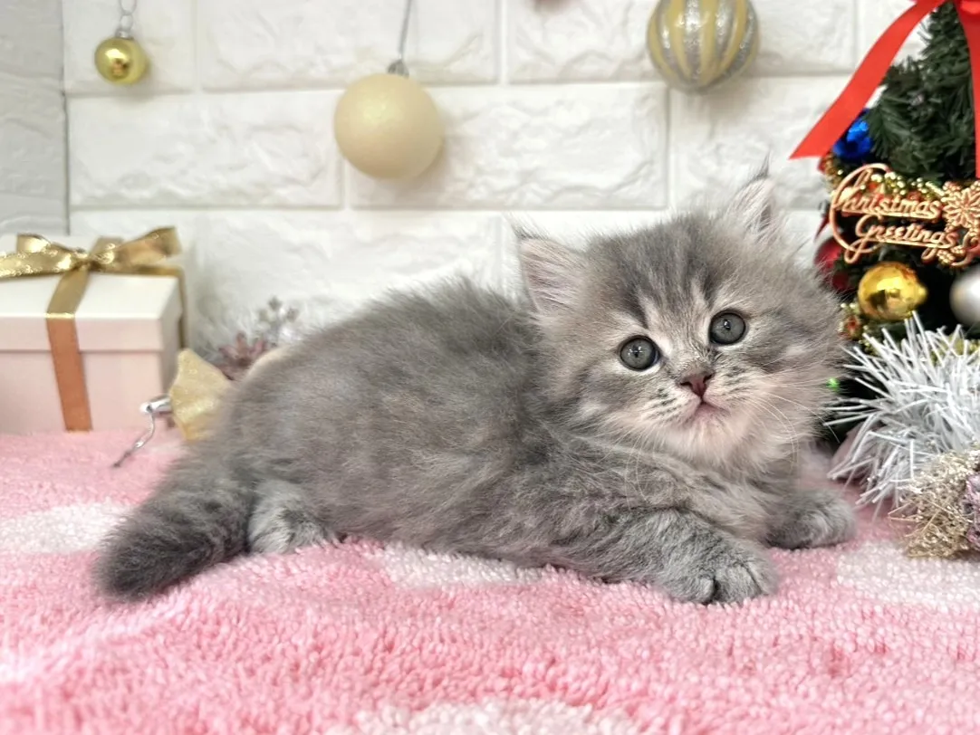 ★ミヌエット（足長）★メス★ No.3054