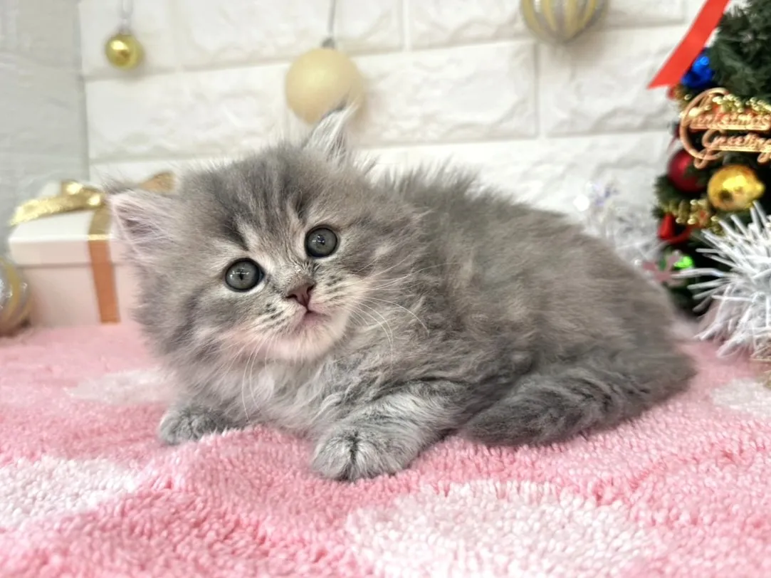 ★ミヌエット（足長）★メス★ No.3054