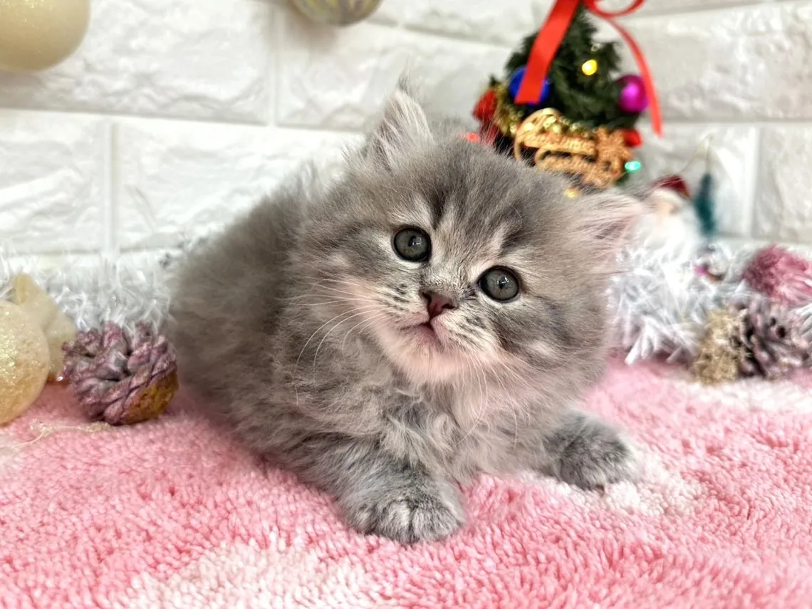 ★ミヌエット（足長）★メス★ No.3054