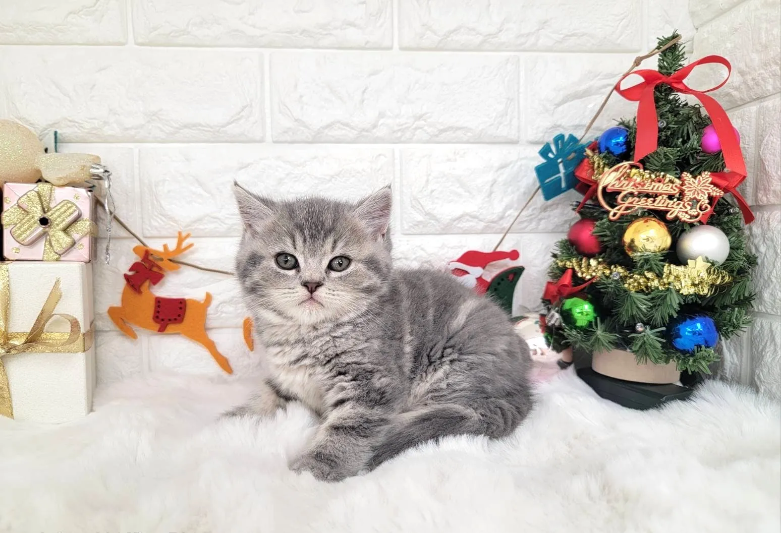 ★ミヌエット（中足）★オス★ No.3056