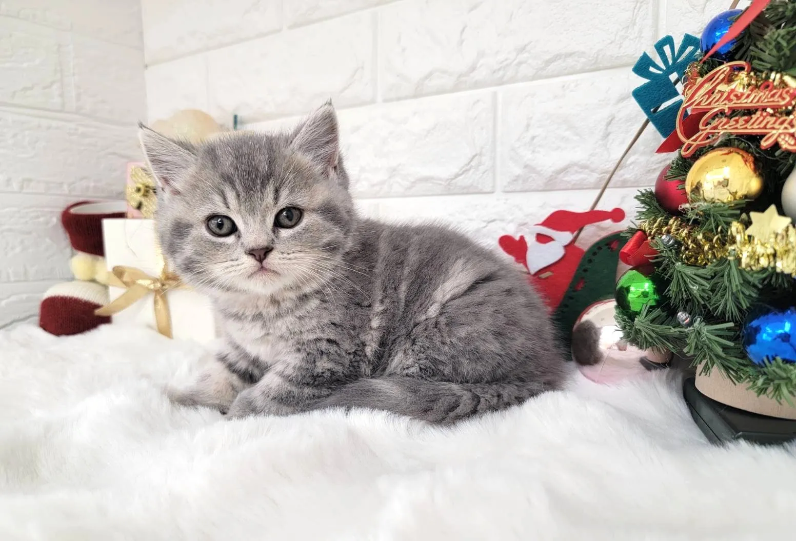 ★ミヌエット（中足）★オス★ No.3056