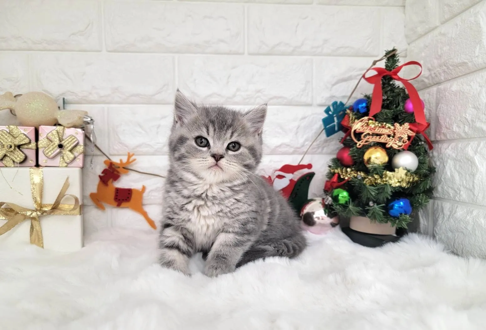 ★ミヌエット（中足）★オス★ No.3056