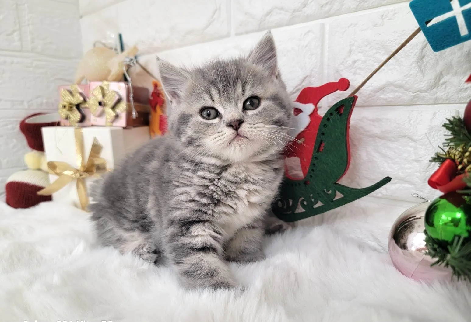 ★ミヌエット（中足）★オス★ No.3056