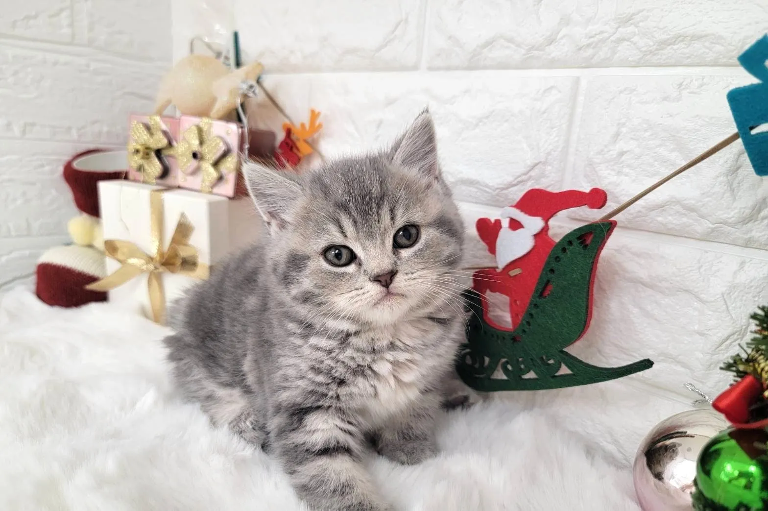 ★ミヌエット（中足）★オス★ No.3056