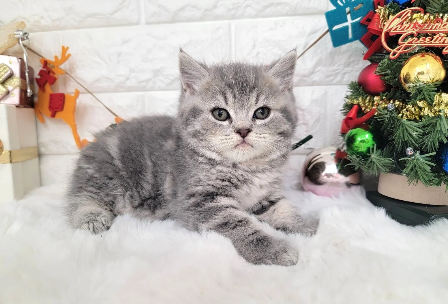 ★ミヌエット（中足）★オス★ No.3056