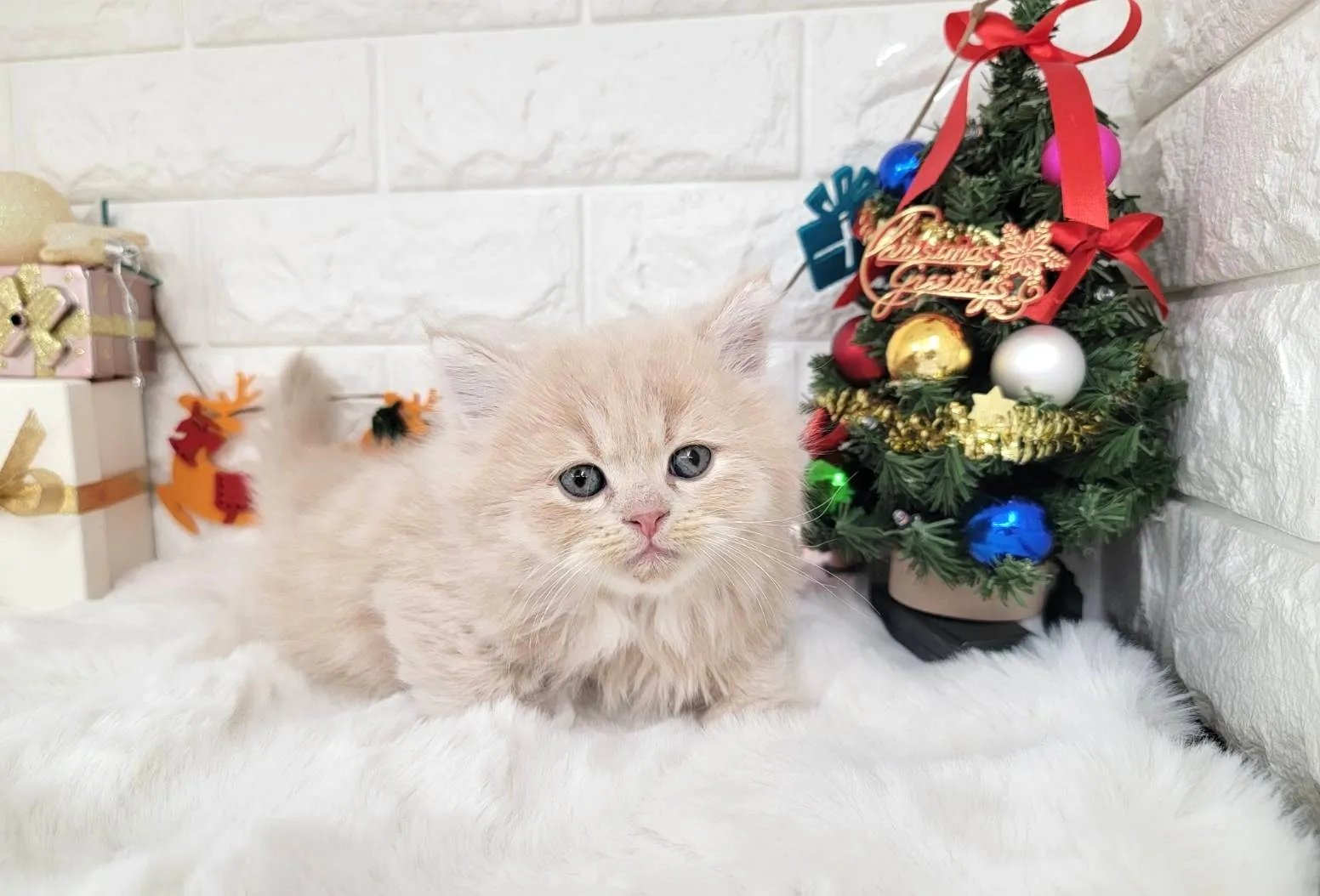 ★ミヌエット（短足）★オス★ No.3057