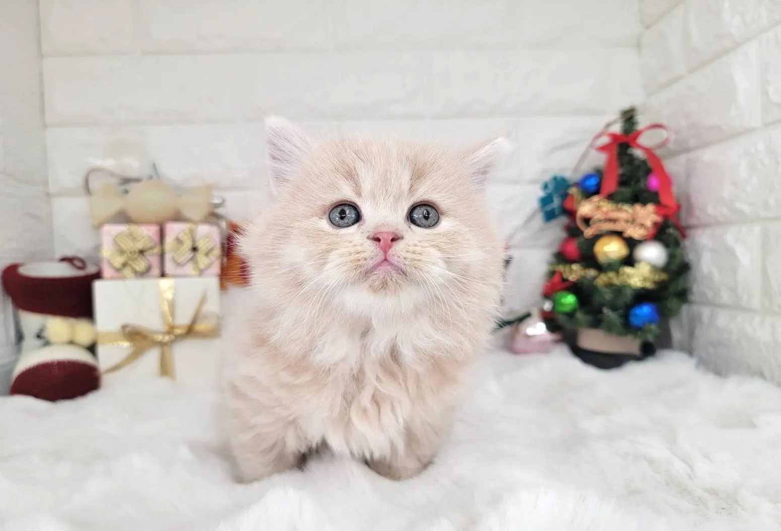 ★ミヌエット（短足）★オス★ No.3057