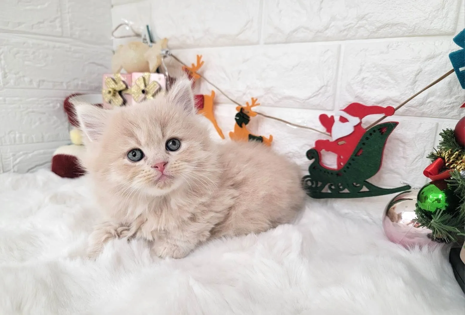 ★ミヌエット（短足）★オス★ No.3057