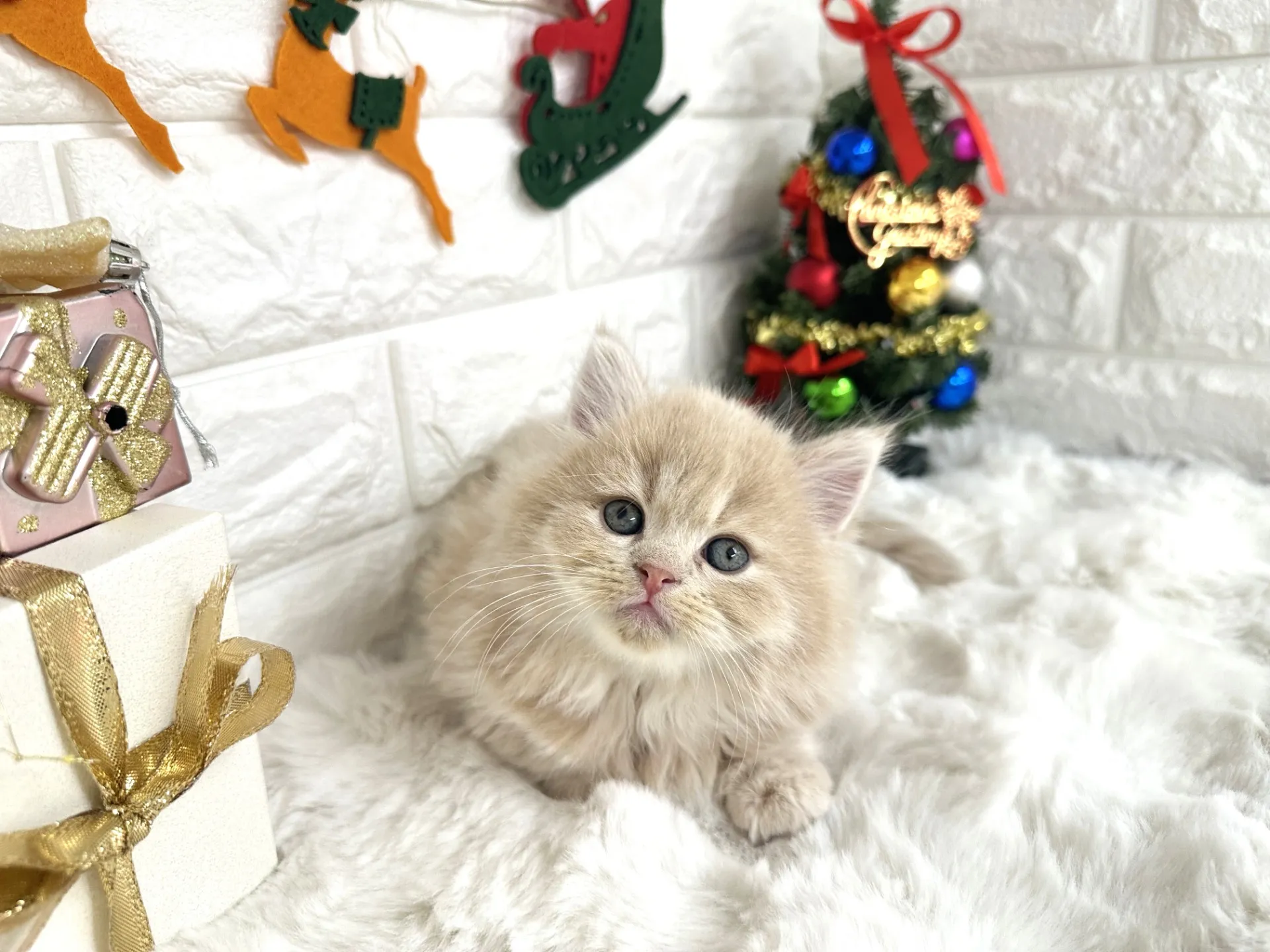 ★ミヌエット（短足）★オス★ No.3057