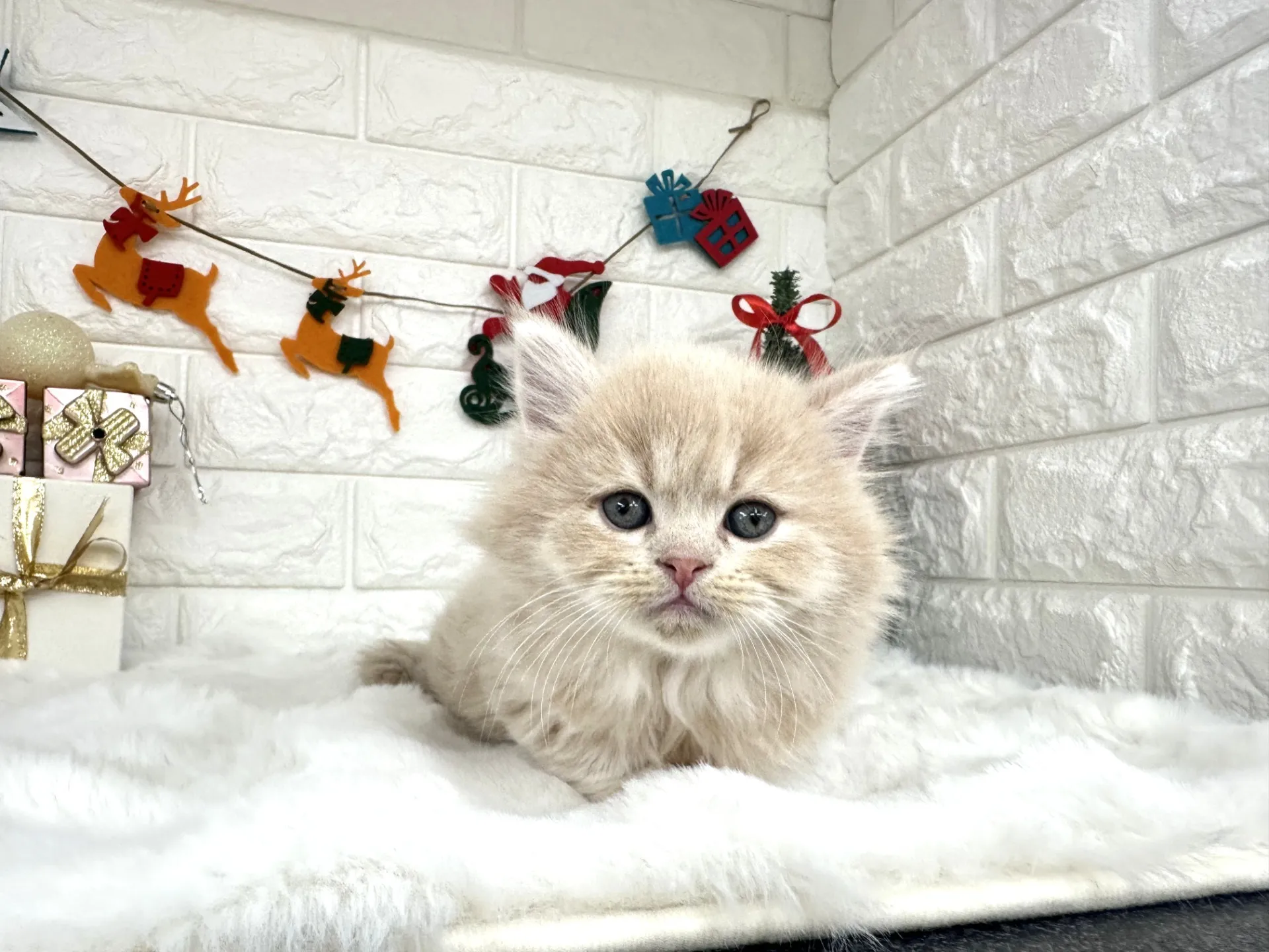 ★ミヌエット（短足）★オス★ No.3057