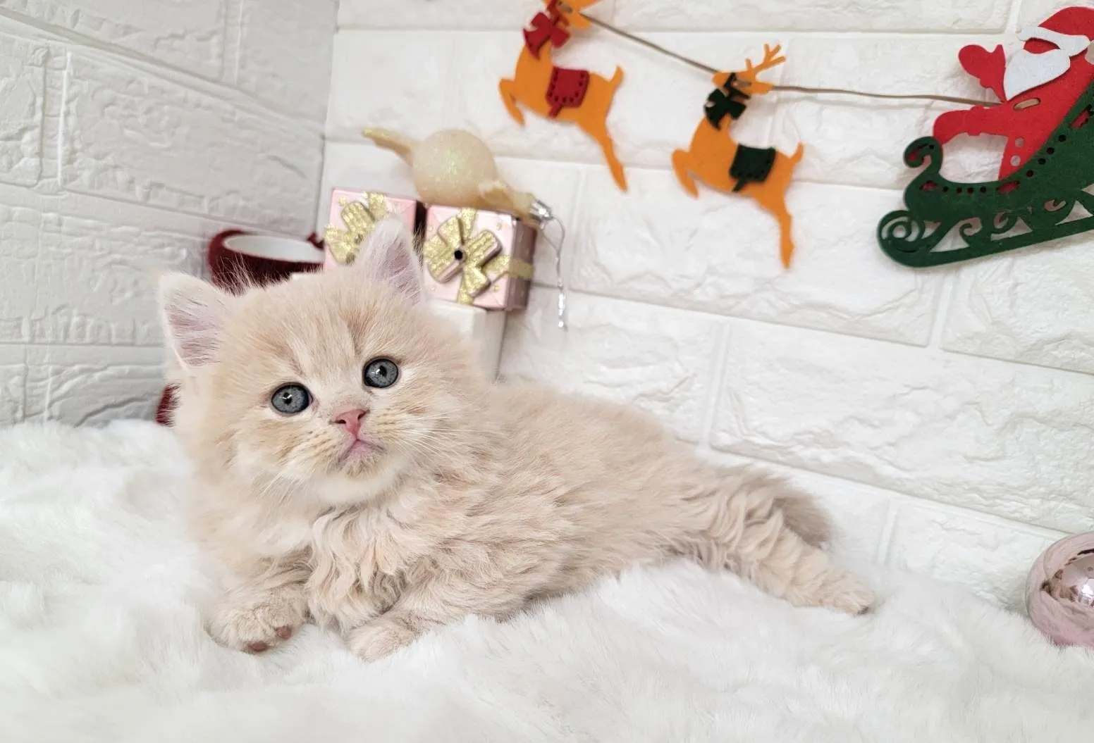 ★ミヌエット（短足）★オス★ No.3057